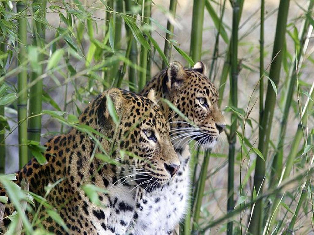 149 BIO PARC DE DOUE LA FONTAINE 3- 2016_000010.jpg